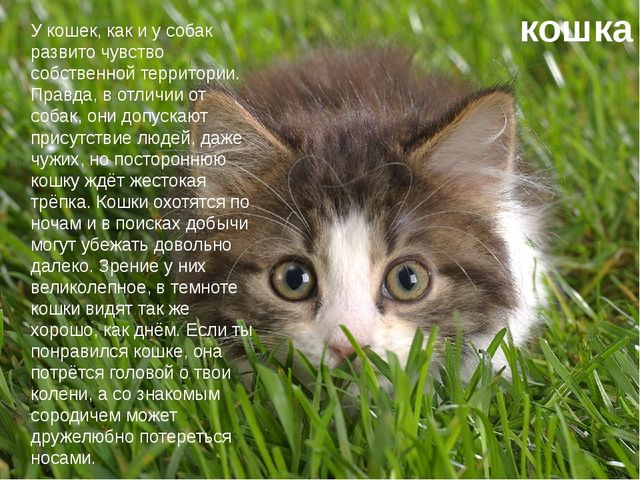 Презентация по экологии "Домашние животные"
