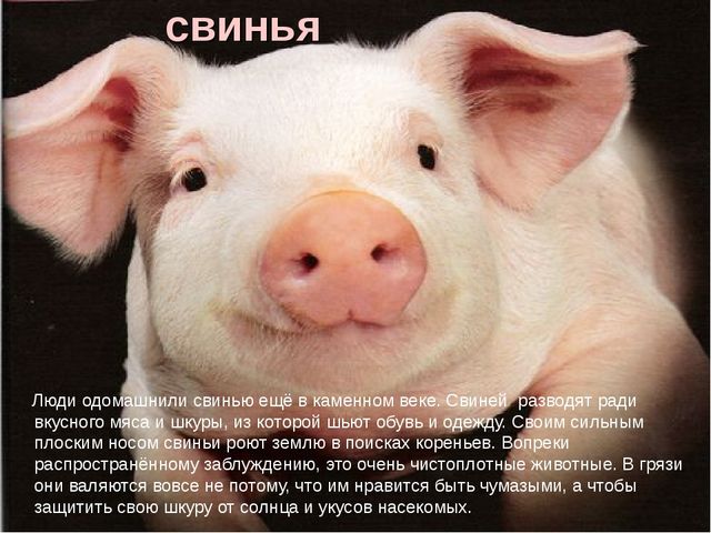 Презентация по экологии "Домашние животные"