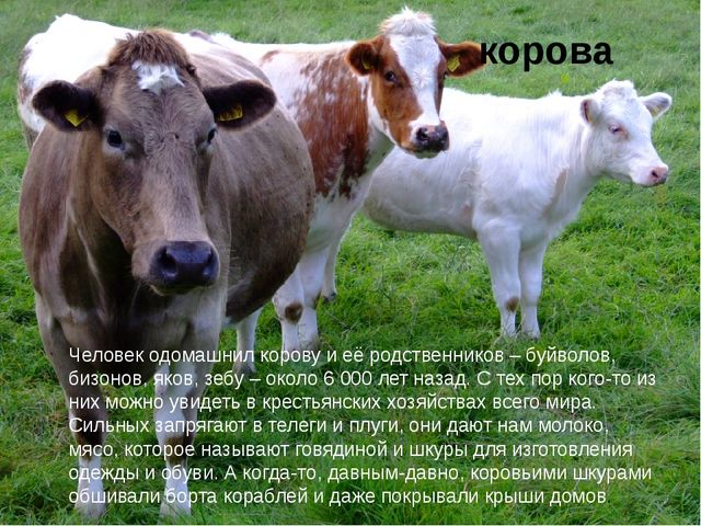 Презентация по экологии "Домашние животные"