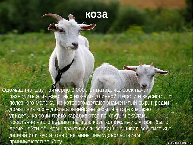 Презентация по экологии "Домашние животные"