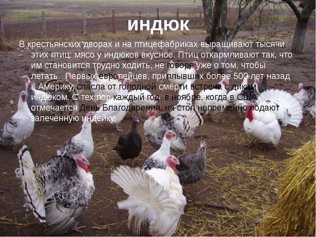 Презентация по экологии "Домашние животные"
