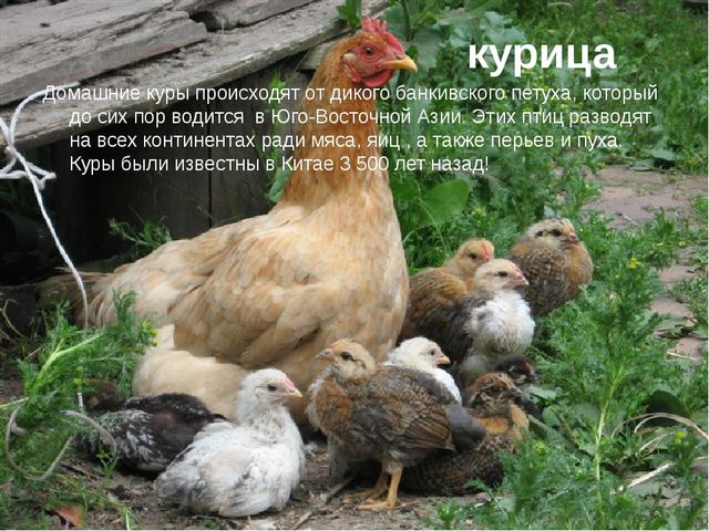 Презентация по экологии "Домашние животные"