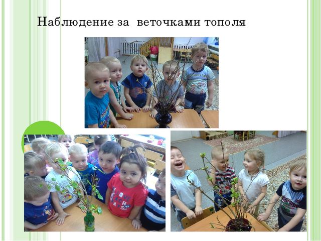 Проект "Огород на подоконнике"