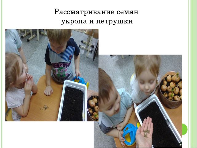 Проект "Огород на подоконнике"