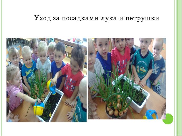 Проект "Огород на подоконнике"