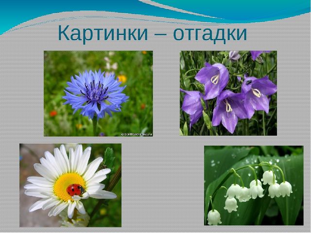 Презентация "Мир цветов" (ознакомление дошкольников с природой)