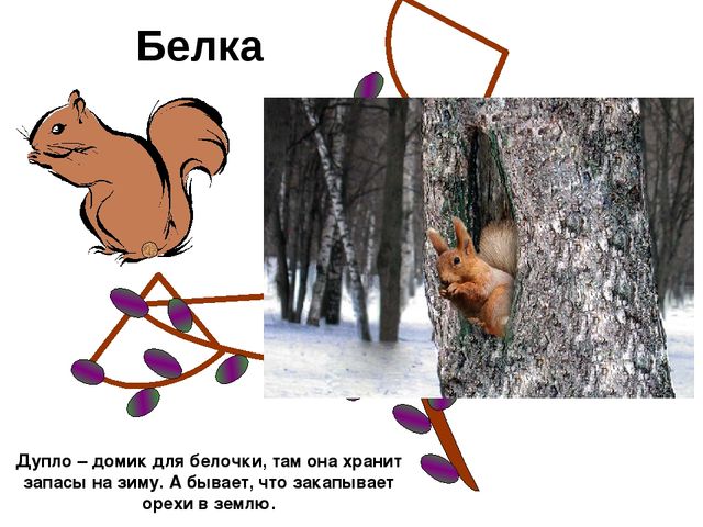 Презентация.Дикие животные нашего края.