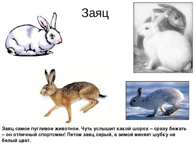 Презентация.Дикие животные нашего края.