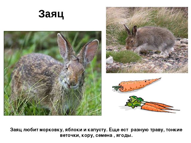 Презентация.Дикие животные нашего края.