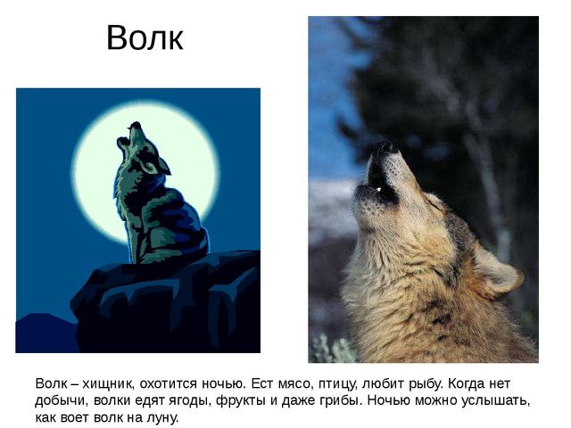 Презентация.Дикие животные нашего края.