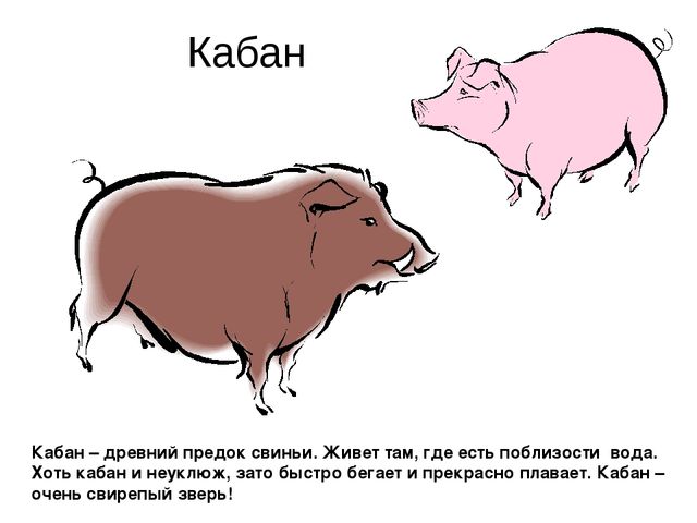 Презентация.Дикие животные нашего края.