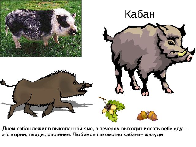 План кабан это