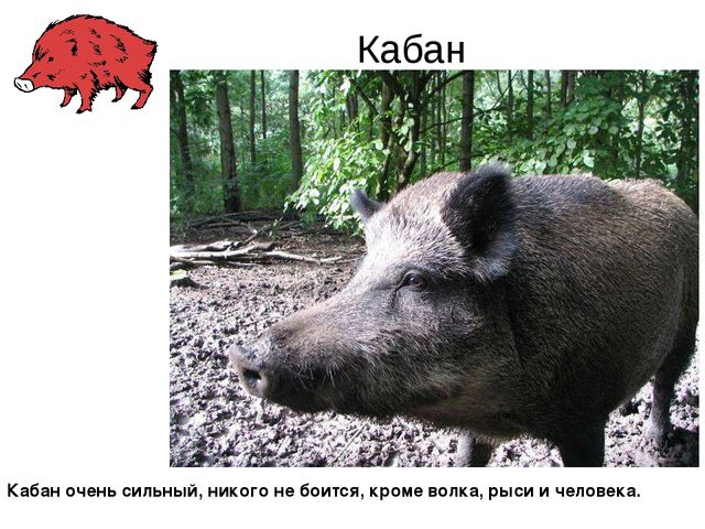 Презентация.Дикие животные нашего края.