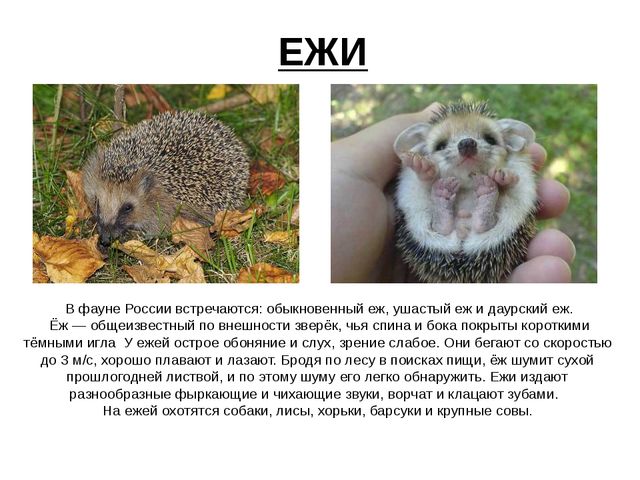 Презентация.Дикие животные нашего края.