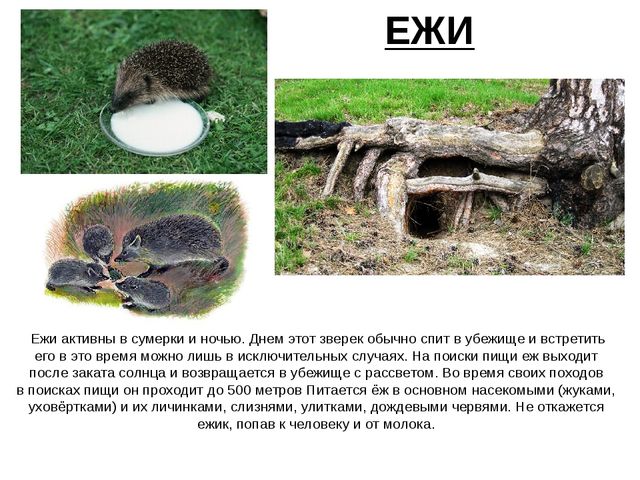 Презентация.Дикие животные нашего края.