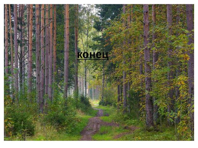 Презентация.Дикие животные нашего края.