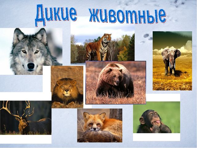 Презентация.Дикие и домашние животные.