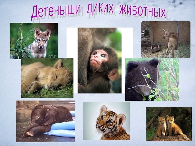 Презентация.Дикие и домашние животные.
