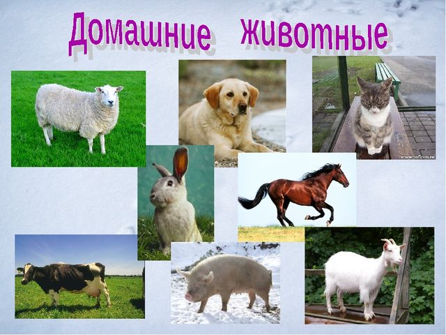 Презентация.Дикие и домашние животные.