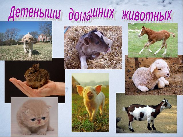 Презентация.Дикие и домашние животные.