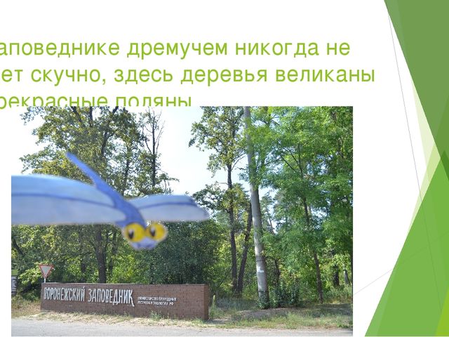 Презентация по экологическому воспитанию в ДОУ на тему " Путешествие насекомых"