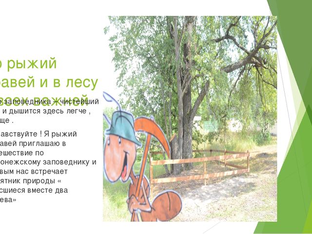 Презентация по экологическому воспитанию в ДОУ на тему " Путешествие насекомых"