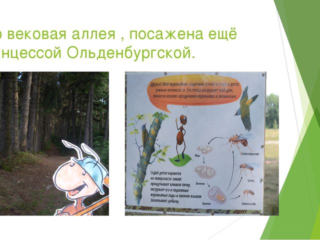 Презентация по экологическому воспитанию в ДОУ на тему " Путешествие насекомых"