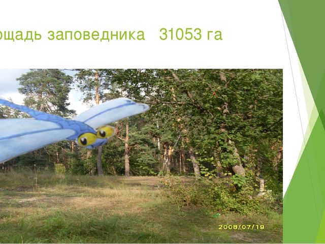 Презентация по экологическому воспитанию в ДОУ на тему " Путешествие насекомых"