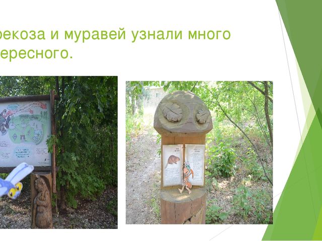 Презентация по экологическому воспитанию в ДОУ на тему " Путешествие насекомых"