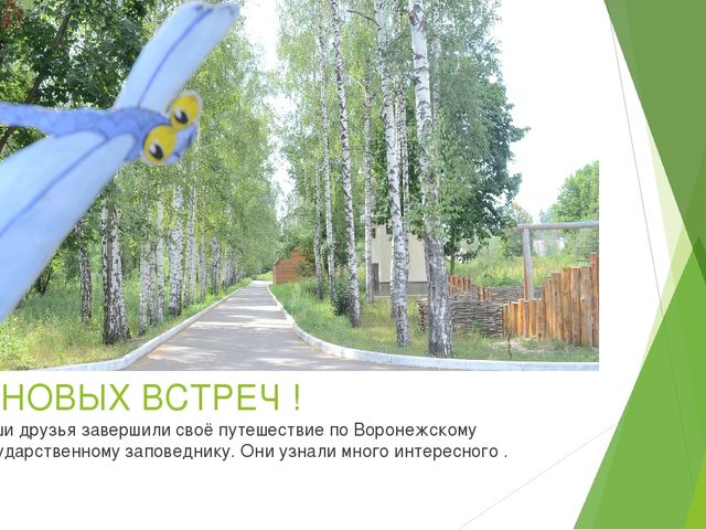 Презентация по экологическому воспитанию в ДОУ на тему " Путешествие насекомых"