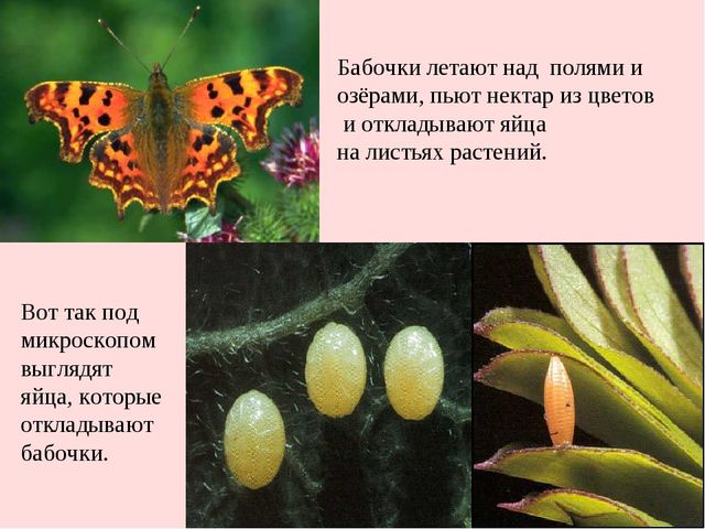 Презентация "Жизнь бабочек" для занятия по окружающему миру со старшими дошкольниками.