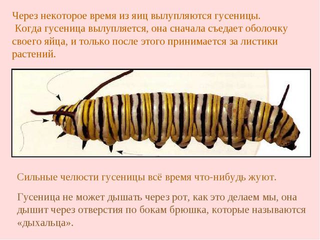 Презентация "Жизнь бабочек" для занятия по окружающему миру со старшими дошкольниками.