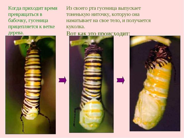 Презентация "Жизнь бабочек" для занятия по окружающему миру со старшими дошкольниками.