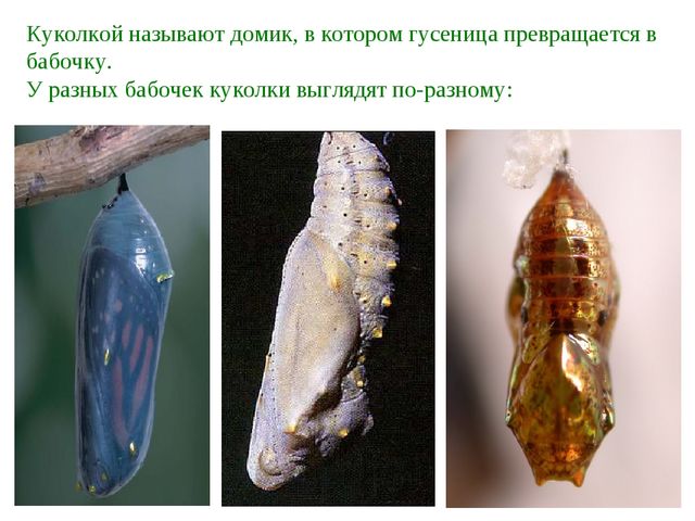 Презентация "Жизнь бабочек" для занятия по окружающему миру со старшими дошкольниками.