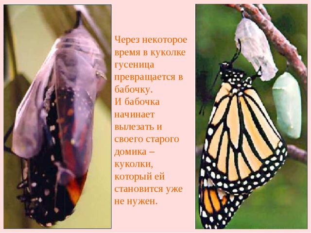 Презентация "Жизнь бабочек" для занятия по окружающему миру со старшими дошкольниками.
