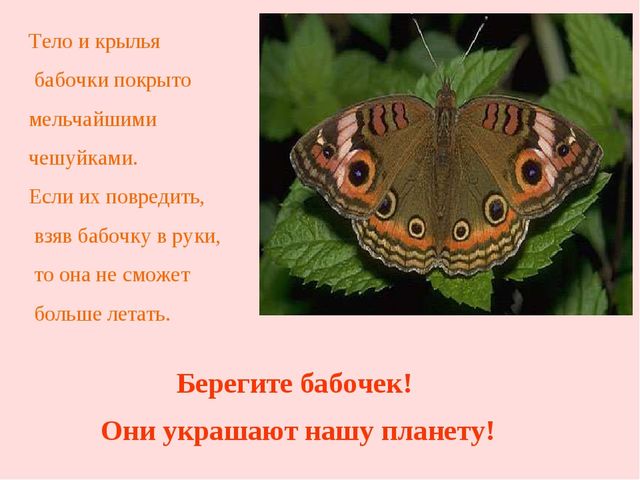 Презентация "Жизнь бабочек" для занятия по окружающему миру со старшими дошкольниками.