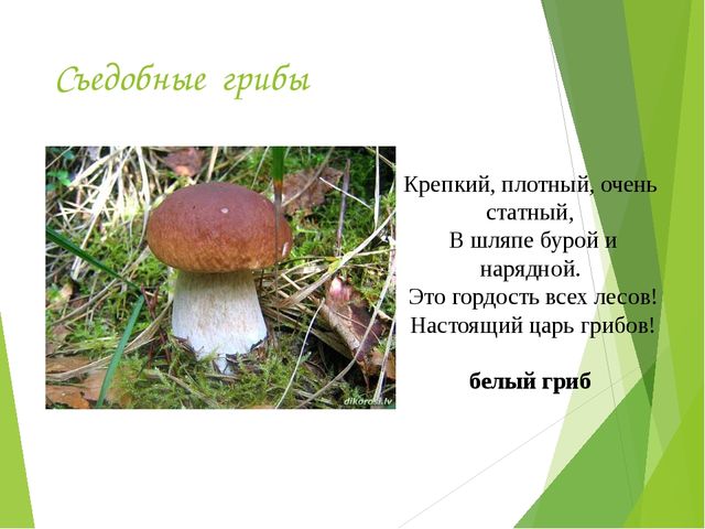 Презентация на тему:"Определение грибов"