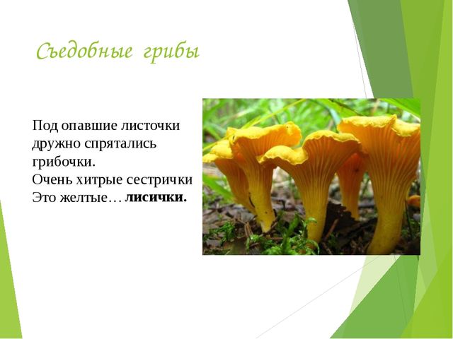 Презентация на тему:"Определение грибов"
