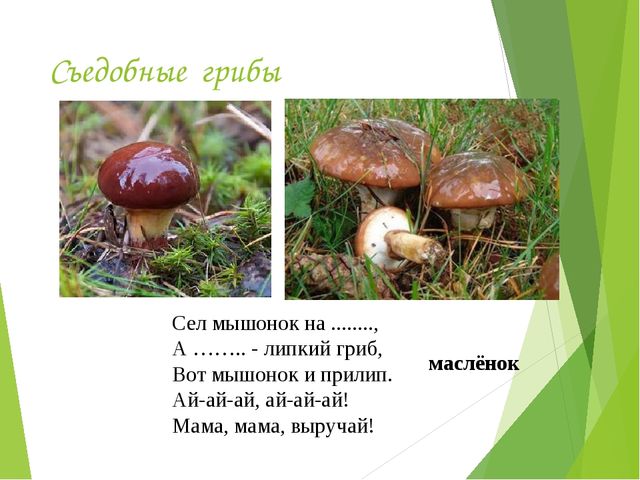 Презентация на тему:"Определение грибов"