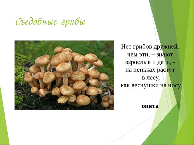 Презентация на тему:"Определение грибов"