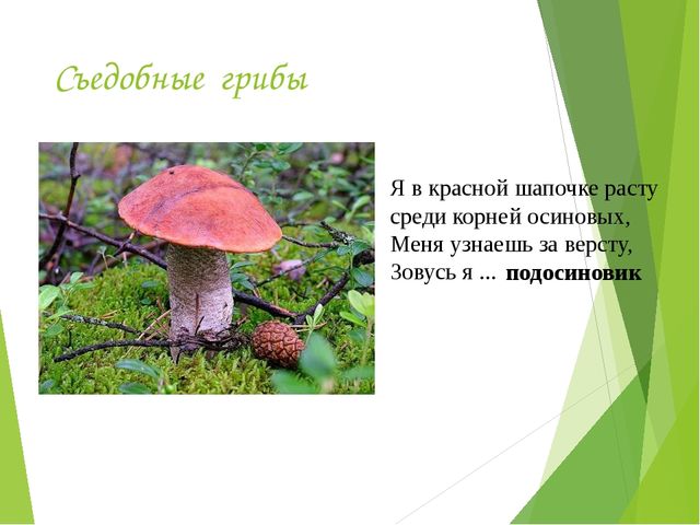 Презентация на тему:"Определение грибов"
