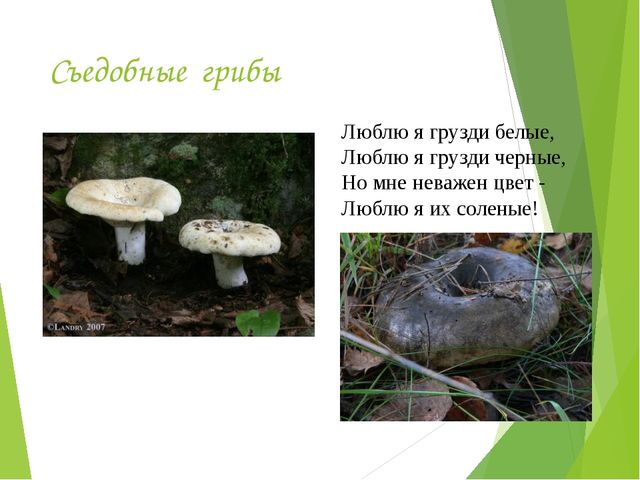 Презентация на тему:"Определение грибов"