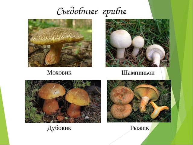 Презентация на тему:"Определение грибов"