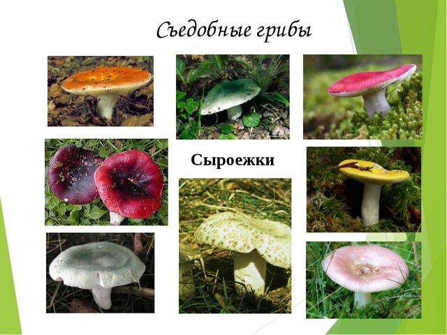 Презентация на тему:"Определение грибов"