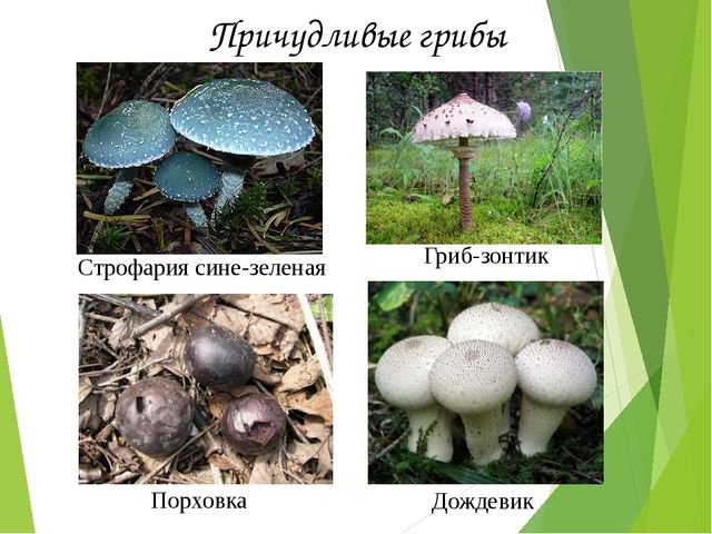 Презентация на тему:"Определение грибов"