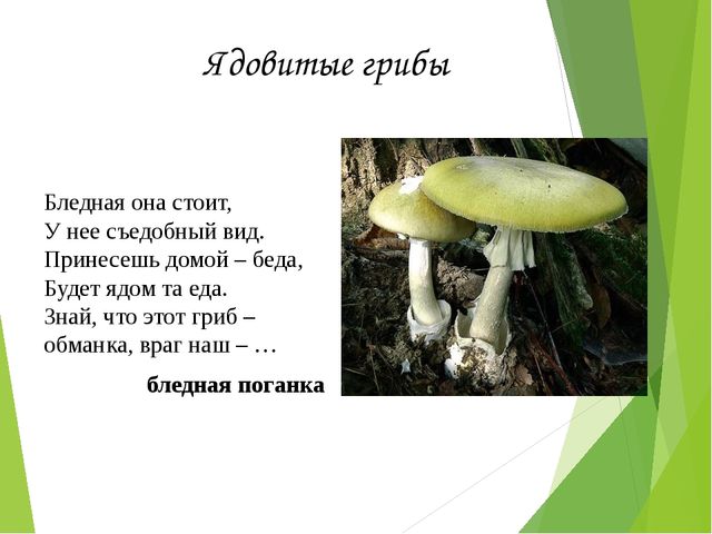 Презентация на тему:"Определение грибов"