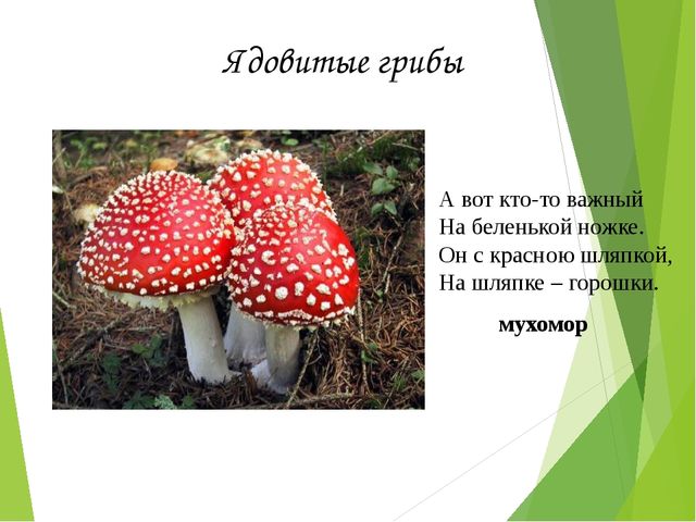 Презентация на тему:"Определение грибов"