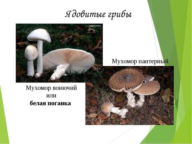 Презентация на тему:"Определение грибов"
