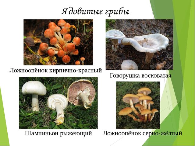 Презентация на тему:"Определение грибов"