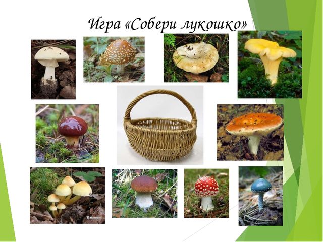 Презентация на тему:"Определение грибов"